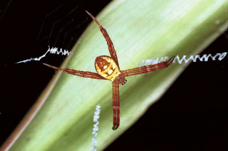 Argiope_picta_F0767_Z_78_Palmerstone park_Australie.jpg